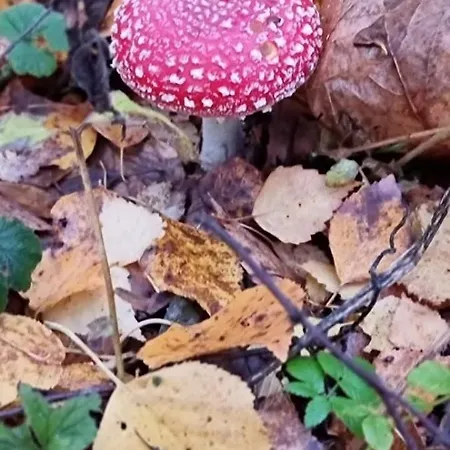Zeko Farm * Gjirokastër