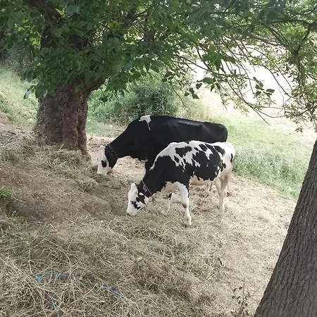 Farm Zeko Gjirokastër