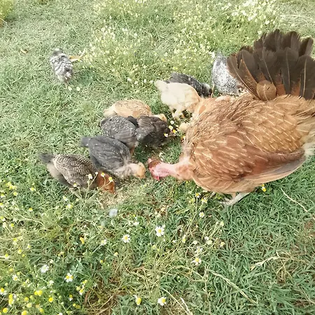 Farm Zeko Gjirokastër