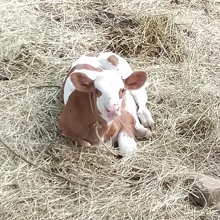 Farm Zeko בית אירוח *